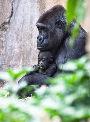 Lowland mountain gorilla and baby 