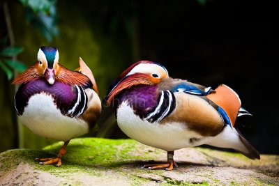 Mandarin ducks 