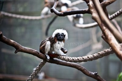 Cottontail tamarin amongst branches