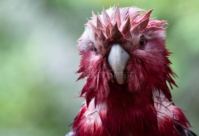 Close up of wet galah 