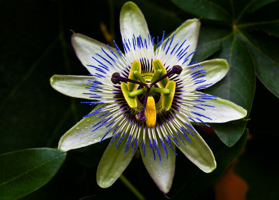 Passionfruit flower 