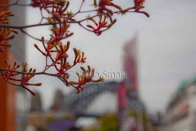 Kangaroo paw with Sydney Harbour Bridge backdrop