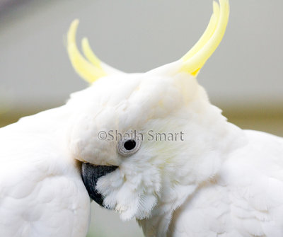 Close up of sulphur crested cockatoo
