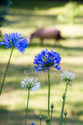 Agapanthus with horse backdrop