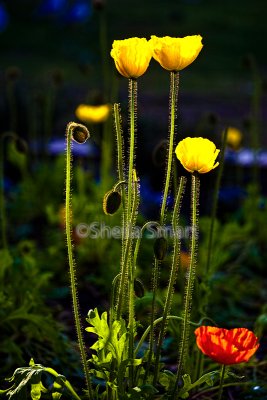 Yellow and red poppies in city