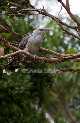 Channel-billed cuckoo 