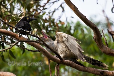 Currawong and channel billed cuckoo feeding