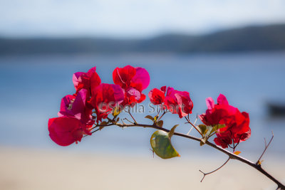 Bougainvillea with Pittwater backdrop