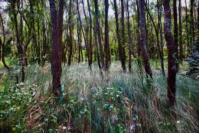 Narrabeen bushwalk