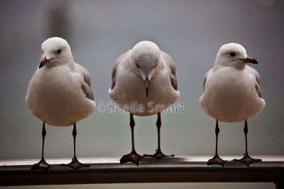 Three silver gulls 