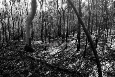 Bushfire trees 