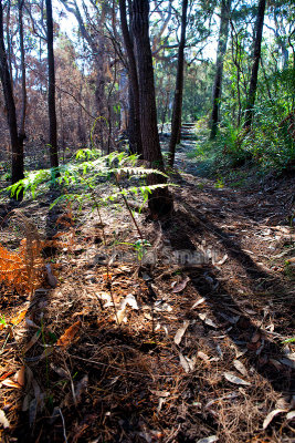 Trees in bushfire 