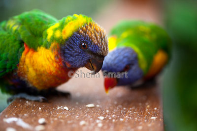 Baby rainbow lorikeet with mother on deck