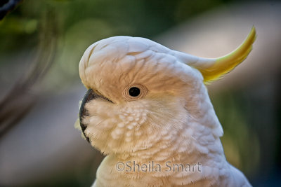 Sulphur crested cockatoo close 