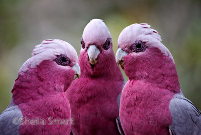 Three galahs in conference