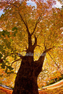 Liquidambar in autumn