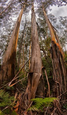 Shedding gum trees in Blue Mountains