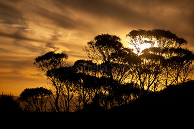 Trees at sunset in Blue Mountains
