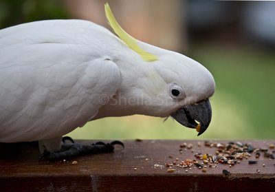 Cockatoo eat seeds on deck