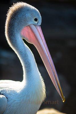 Australian white pelican