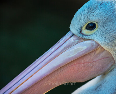 Australian white pelican closeup 