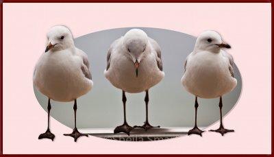 Three silver gulls in frame