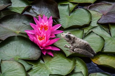 Perons tree frog and water lilies at Palmdale