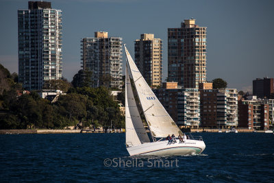 Yacht in race on Sydney Harbour 