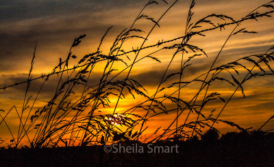 Grass and barbed wire sunset