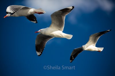 Three Silver gulls 