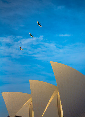 Sacred ibis flying above Sydney Opera House 