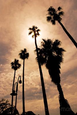 Palms in silhouette at Milsons Point