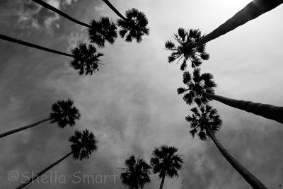 Palms in mono