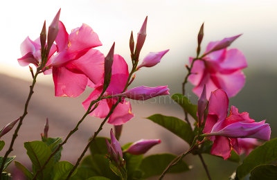 Dipladenia at sunset