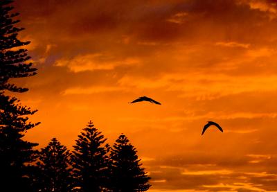 Herons at sunset at Queenscliff
