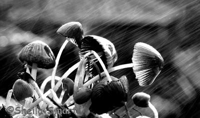 Mushies again bw web.jpg
