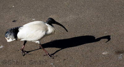 Sacred ibis shadow