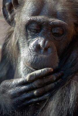 Chimpanzee with hand to mouth