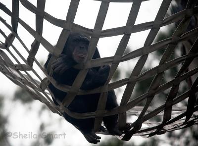 Chimpanzee on rope bed