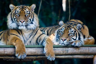 Sumatran tiger pair