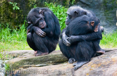 Chimpanzee family