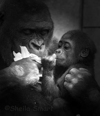 Lowland Gorilla with baby