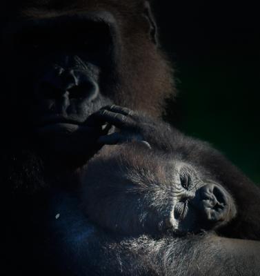 Lowland gorilla and sleeping baby