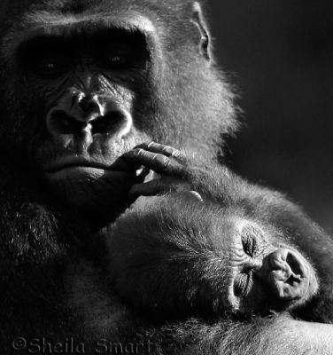 Gorilla and baby in black and white