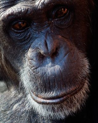 Chimpanzee up close