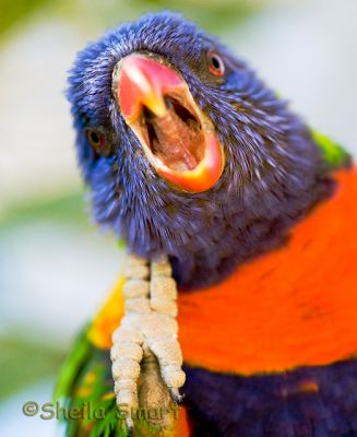 Lorikeet with open mouth