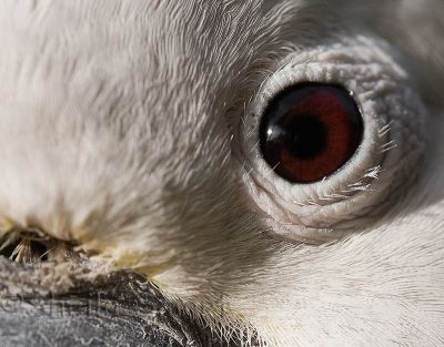 Close up of cockatoo eye