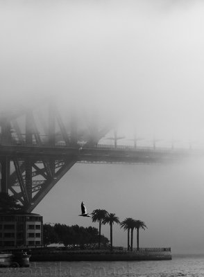 Sydney Harbour Bridge with palms