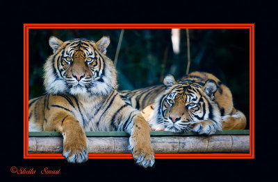 Sumatran tigers popout