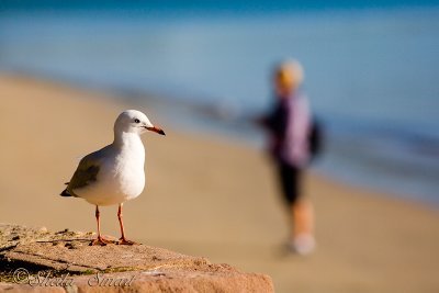 Seagull at Palm Beach